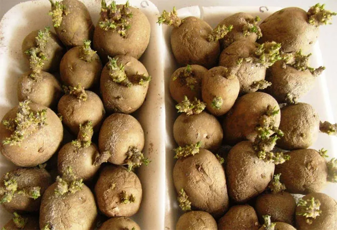 Описание сорта картофеля Невский, фото, отзывы овощеводов