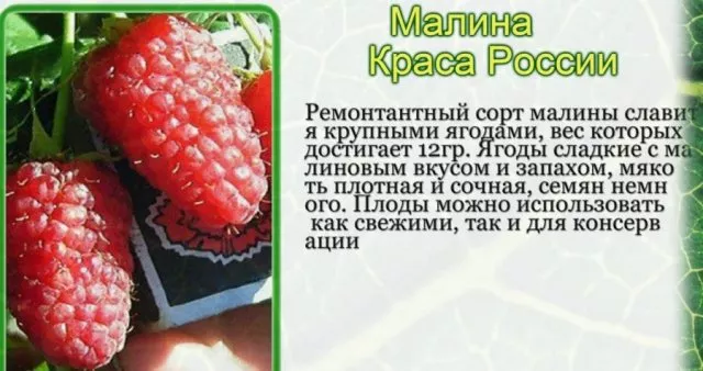 Описание сорта малины «Краса России»