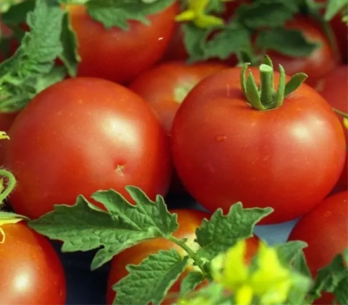 Описание сорта помидор Уайт Филлер — урожайность, другие характеристики, отзывы, фото