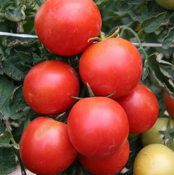 Описание сорта помидор Уайт Филлер — урожайность, другие характеристики, отзывы, фото
