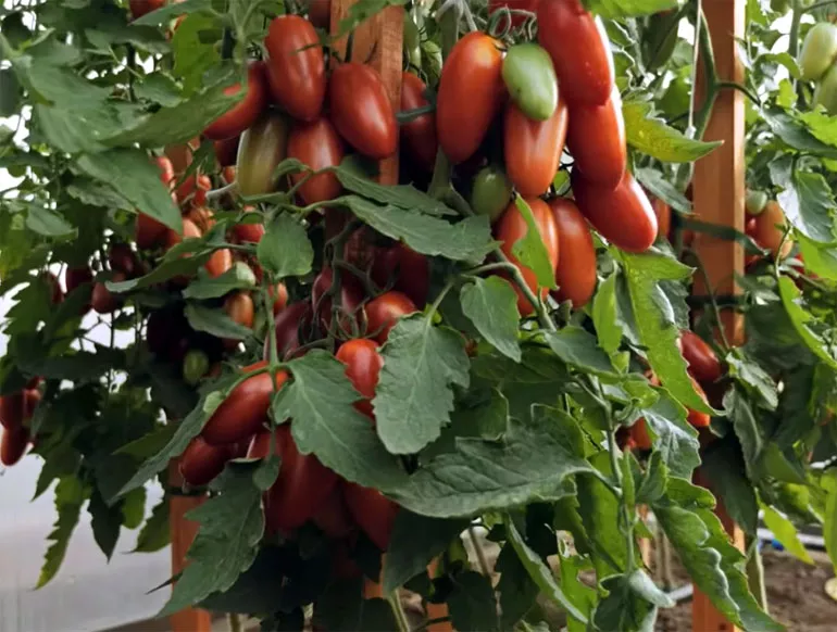 Описание сорта помидор Джекпот: урожайность, уход, фото
