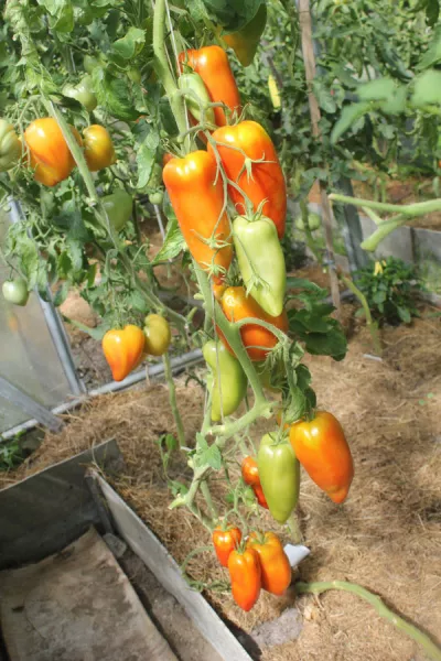 Описание сорта помидор Корнабель: характеристика плода, куста, урожайность, фото