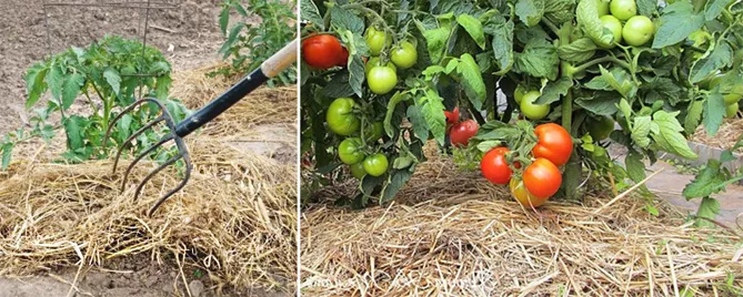 Описание сорта помидор Санька: отзывы и характеристики, урожайность, фото