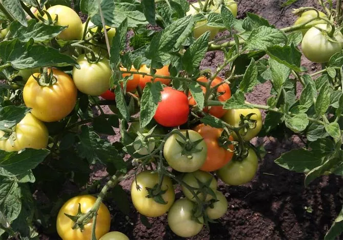 Описание сорта помидор Санька: отзывы и характеристики, урожайность, фото