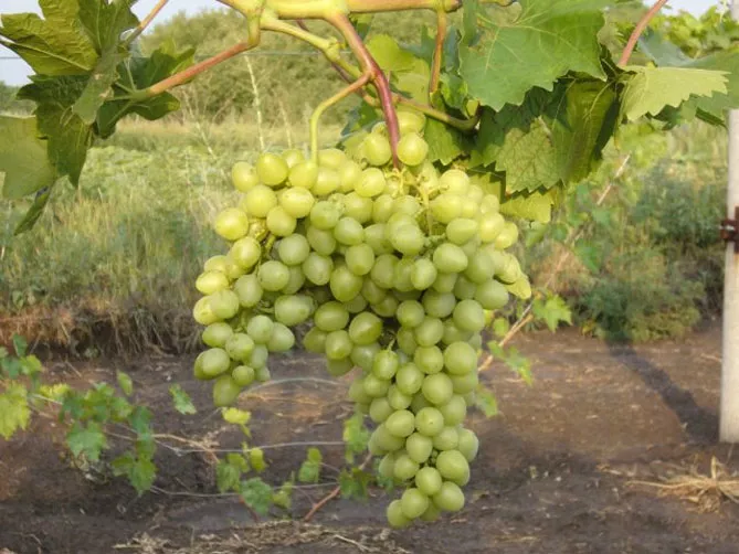 Описание сорта винограда Аркадия: морозостойкость, урожайность, отзывы