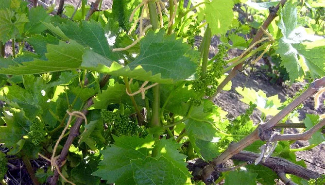 Описание сорта винограда Аркадия: морозостойкость, урожайность, отзывы