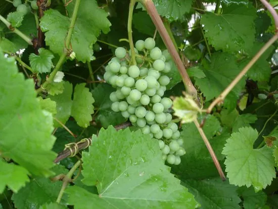 Описание винограда Алешенкин