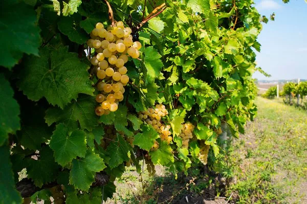 Описание августинского винограда