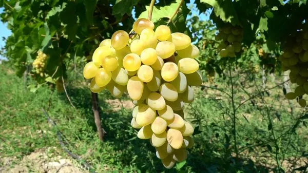 Описание августинского винограда