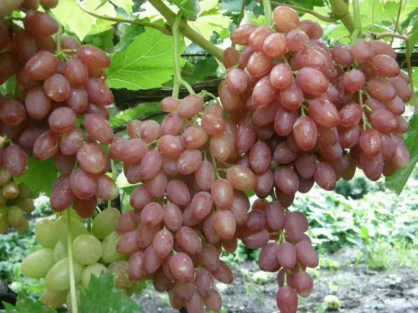 Описание кишмиша из винограда