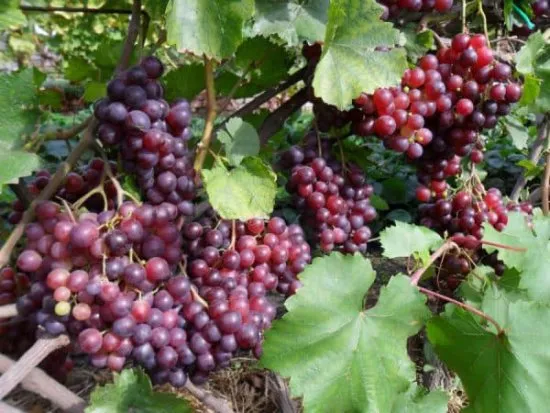 Описание винограда Кишмиш Лучистый