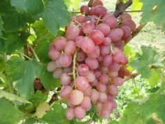 Описание ливийского винограда