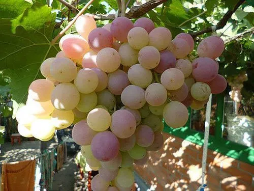Описание ливийского винограда