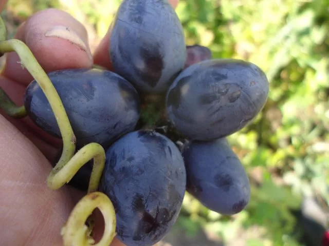 Описание сорта винограда Надежда АЗОС