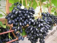 Описание сорта винограда Надежда АЗОС