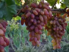 Описание винограда «Преображение»