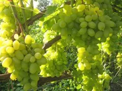 Описание сорта винограда Делиция