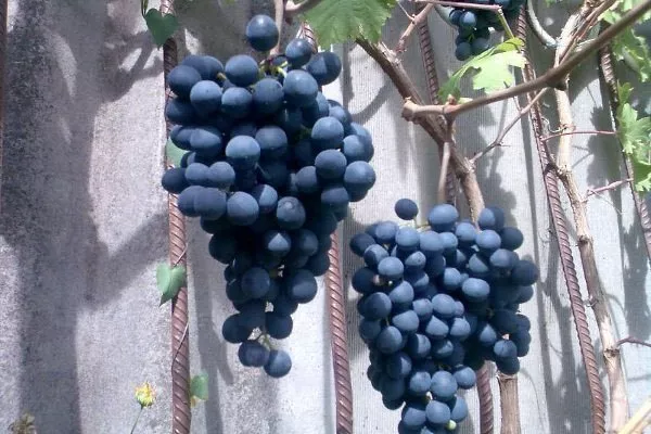 Описание сорта винограда Делиция