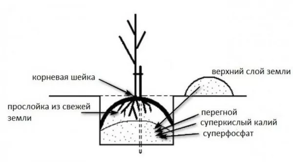 Описание вишни тургеневской