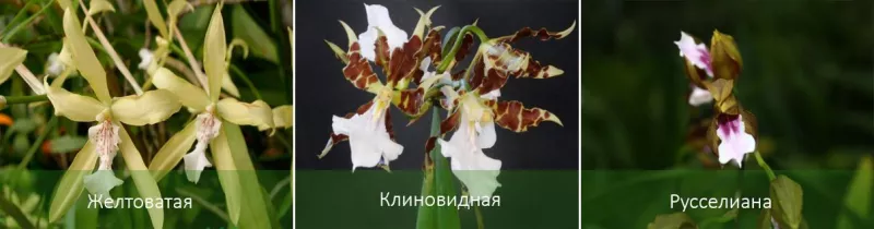 Орхидея мильтония: уход, посадка