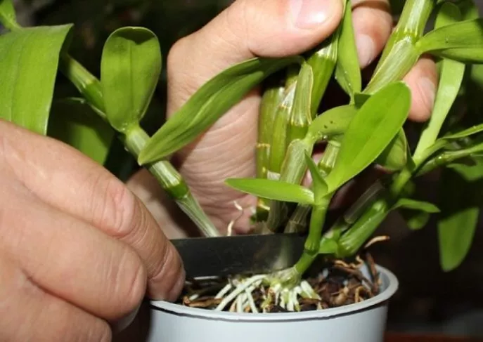 Способы размножения орхидей в домашних условиях: черенками, семенами, листьями, делением материнского куста