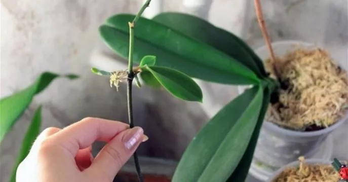 Способы размножения орхидей в домашних условиях: черенками, семенами, листьями, делением материнского куста