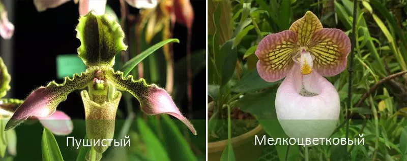 Венерина орхидея башмачок или пафиопедилум: описание, уход