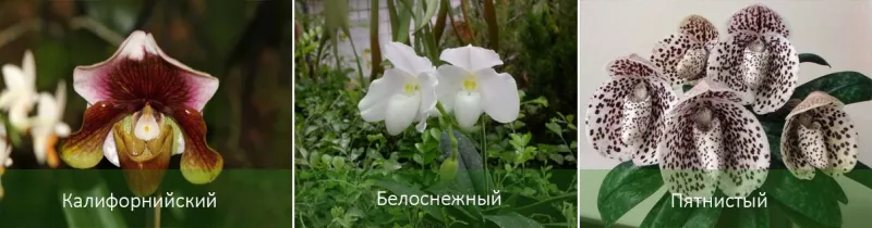 Венерина орхидея башмачок или пафиопедилум: описание, уход