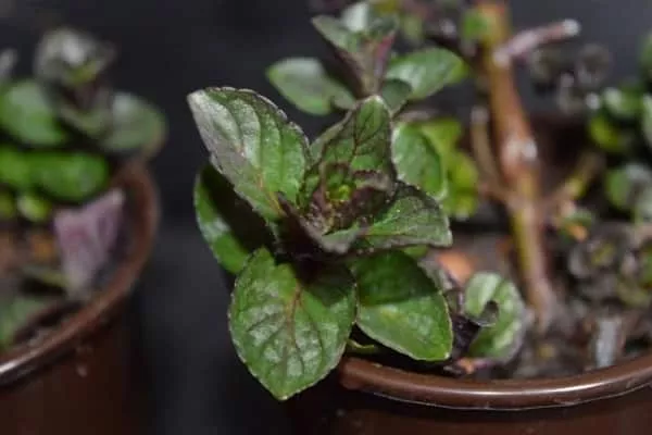 The Original Mint Chocolate Plant (Шоколад): отзывы, фото, описание