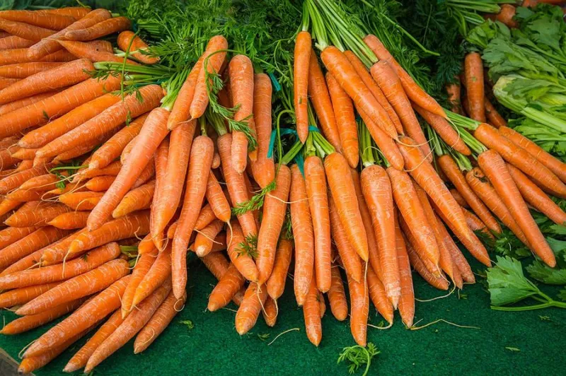 Осенняя посадка моркови под зиму
