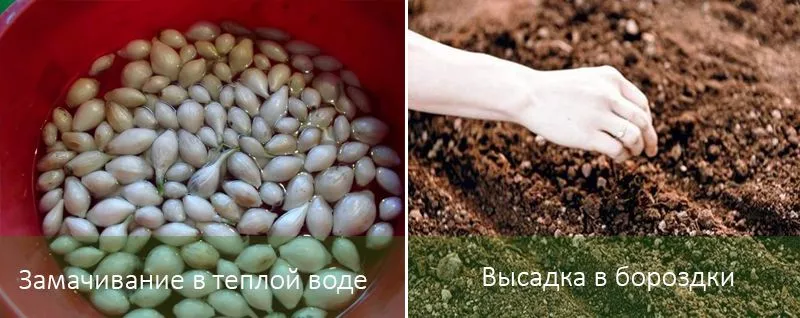 Особенности выращивания лука