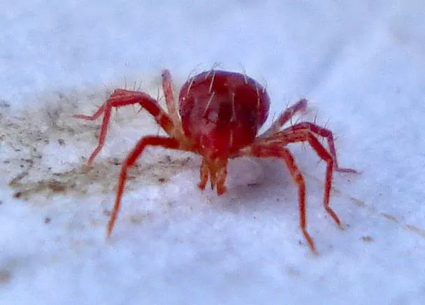 Красный паук на огурцах в теплице