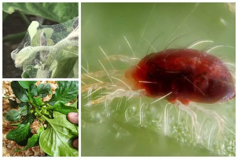 Красный паутинный клещ на рассаде: причины и лечение