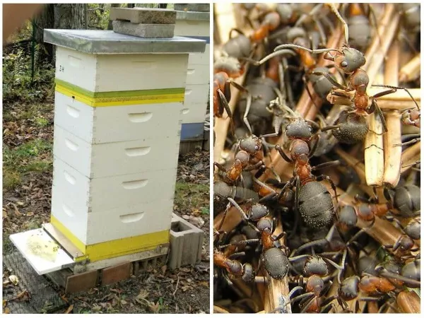 Пчеловодство для начинающих. Уроки пчеловодства от А до Я