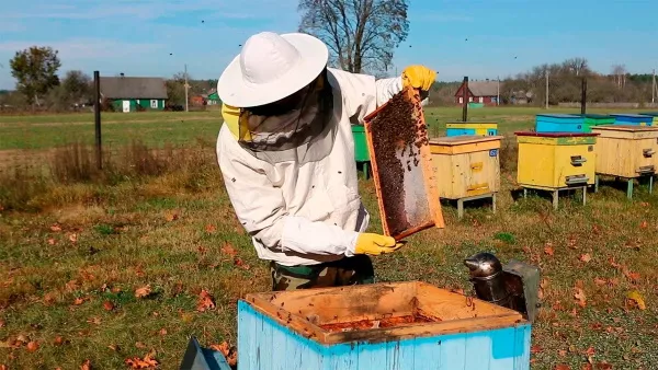 Пчеловодство для начинающих. Уроки пчеловодства от А до Я