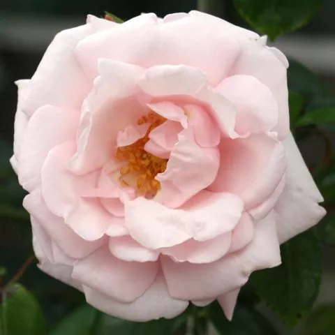Плетистая роза New Dawn (Новая Заря): фото и описание, отзывы