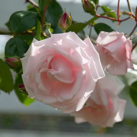 Плетистая роза New Dawn (Новая Заря): фото и описание, отзывы