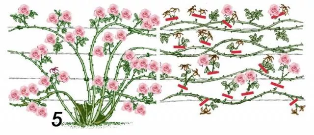 Плетистая роза (кудрявая): посадка и уход, опора
