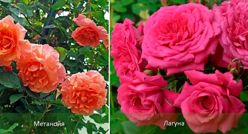 Плетистые или вьющиеся розы: сорта, выращивание