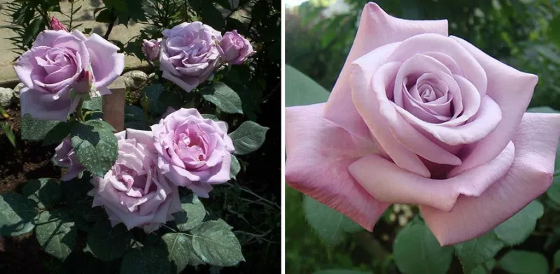 Плетистые или вьющиеся розы: сорта, выращивание
