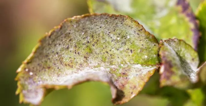 Почему опадают листья у фикуса: 20 причин и методы борьбы