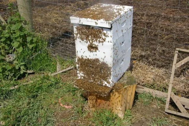 Почему пчелы покидают улей осенью