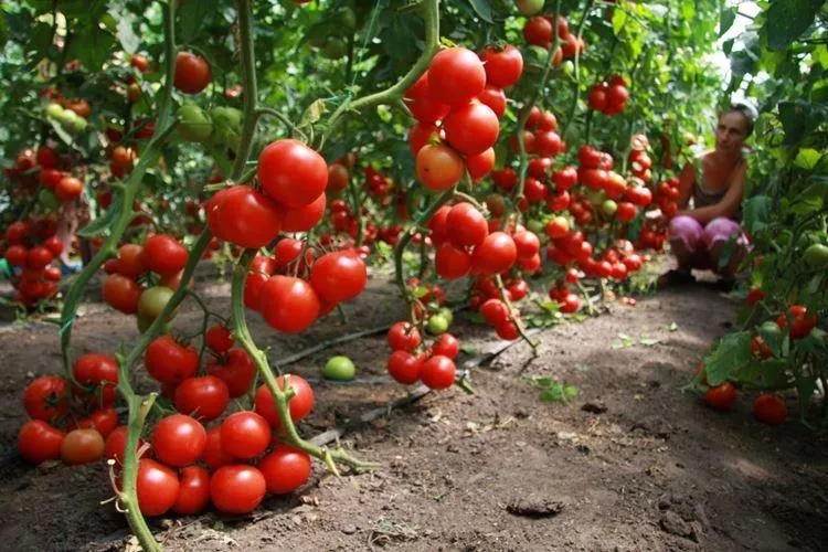 Почему скручиваются листья помидоров: основные причины, что делать
