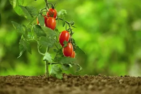 Почему скручиваются листья помидоров: основные причины, что делать