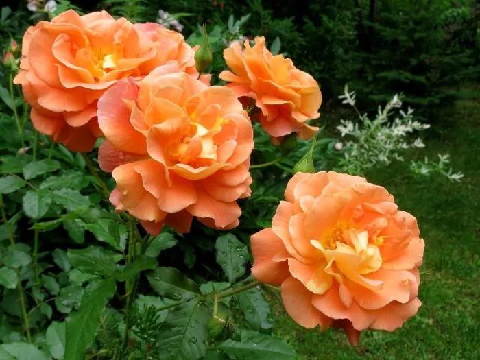 Почему у розы опадают и желтеют листья: садовой и комнатной + 7 устойчивых сортов