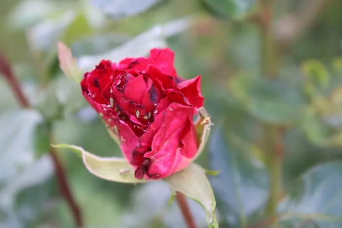 Почему у розы опадают и желтеют листья: садовой и комнатной + 7 устойчивых сортов