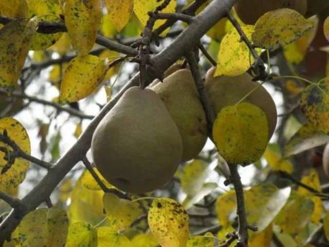 Подкормка груш осенью