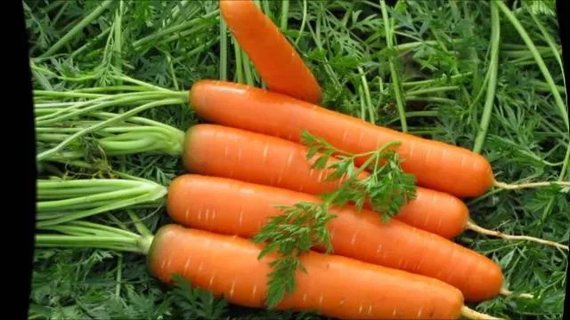 Подкормка моркови весной