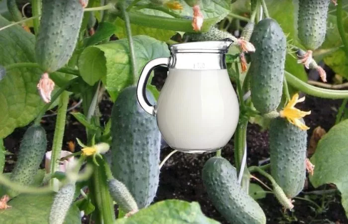 Подкормка огурцов молоком: 16 рецептов полива и опрыскивания