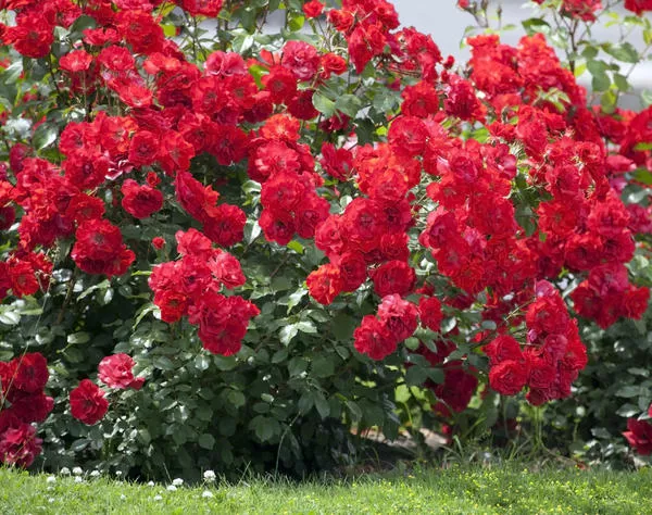 Подкормка роз для лучшего цветения весной в открытом грунте